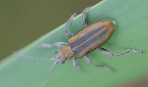 Donacia vulgaris